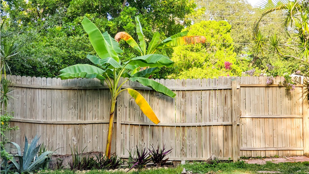 banana plant care