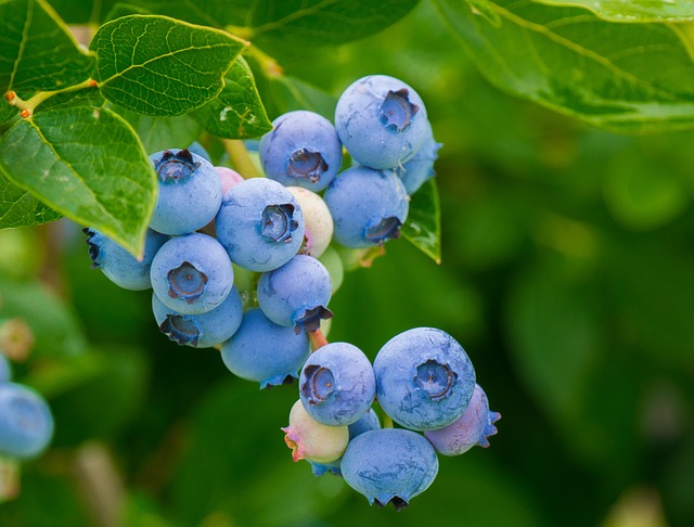 blueberries 3548239 640