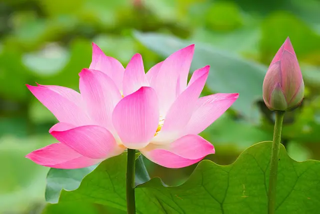 How to Grow Lotus Flower 3 botanical garden 2844202 640