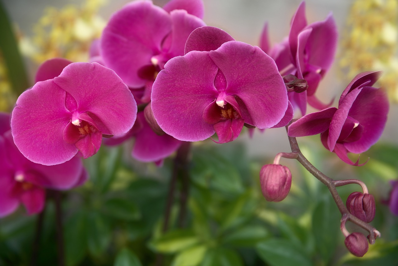 How to Plant and Grow Orchids
