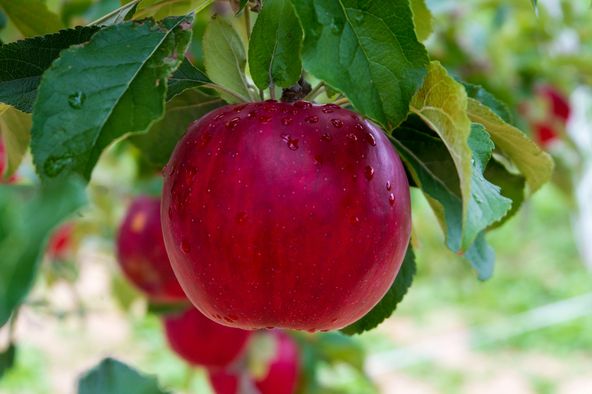 apple tree soil requirements