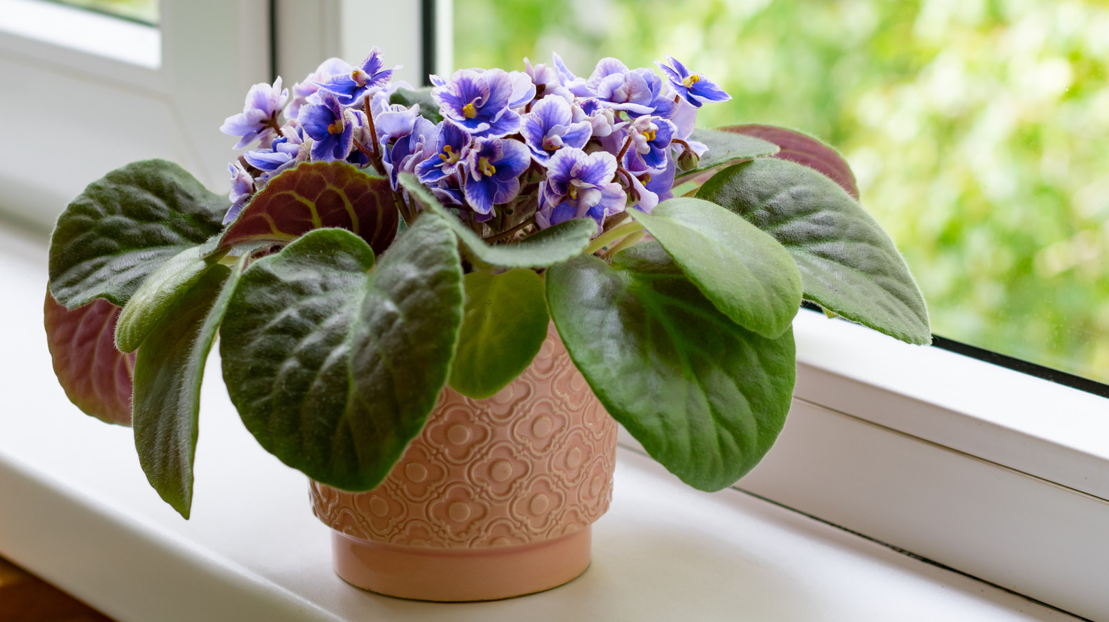 The Ultimate Guide to African Violet Soil Recipes