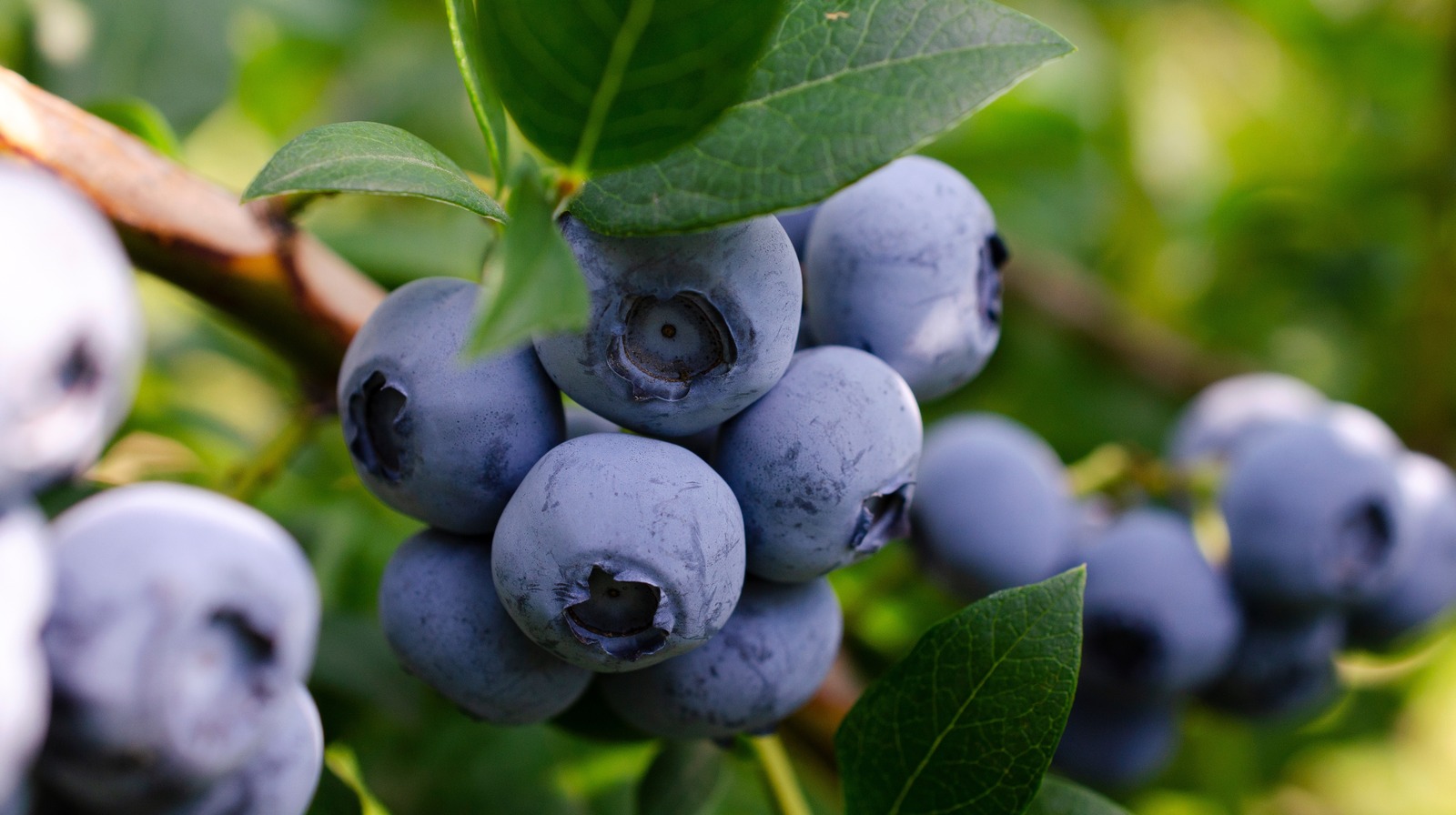 blueberry plant care