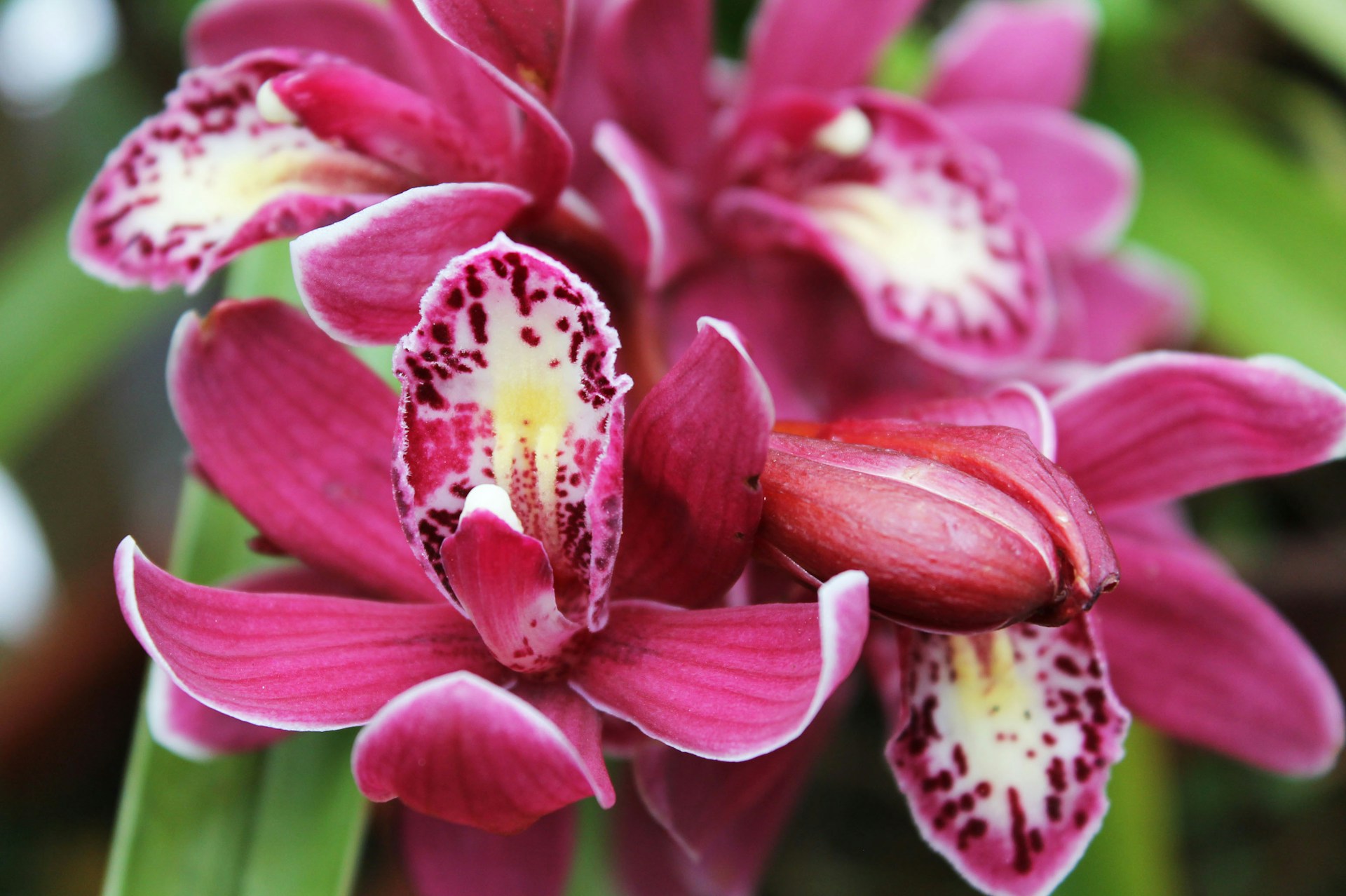 are orchid flowers poisonous to dogs