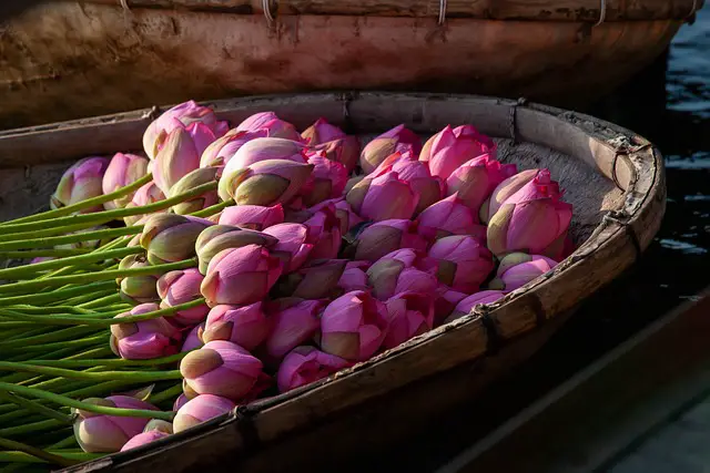 How to Grow Lotus Flower 2 lotus 6588182 640