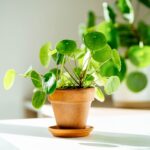 chinese money plant care