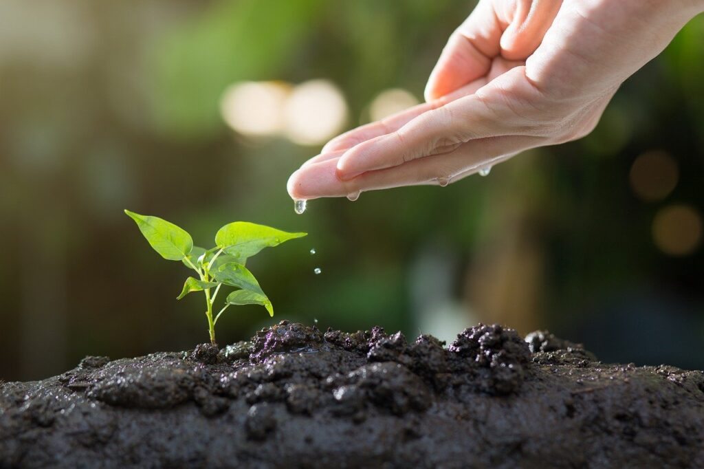 The Basics of Acidic Planting Soil: A Gardener's Guide