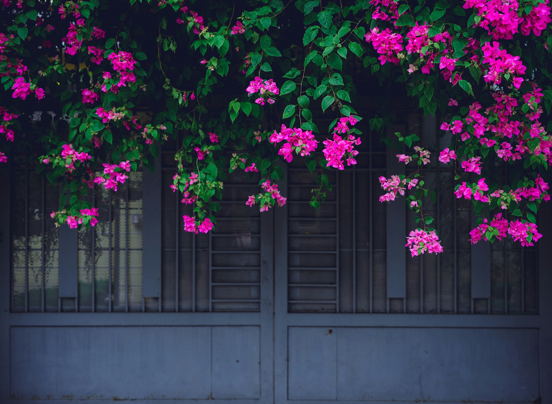 How to Plant, Grow, and Care For Bougainvilleas