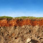 best grass for clay soil in tennessee