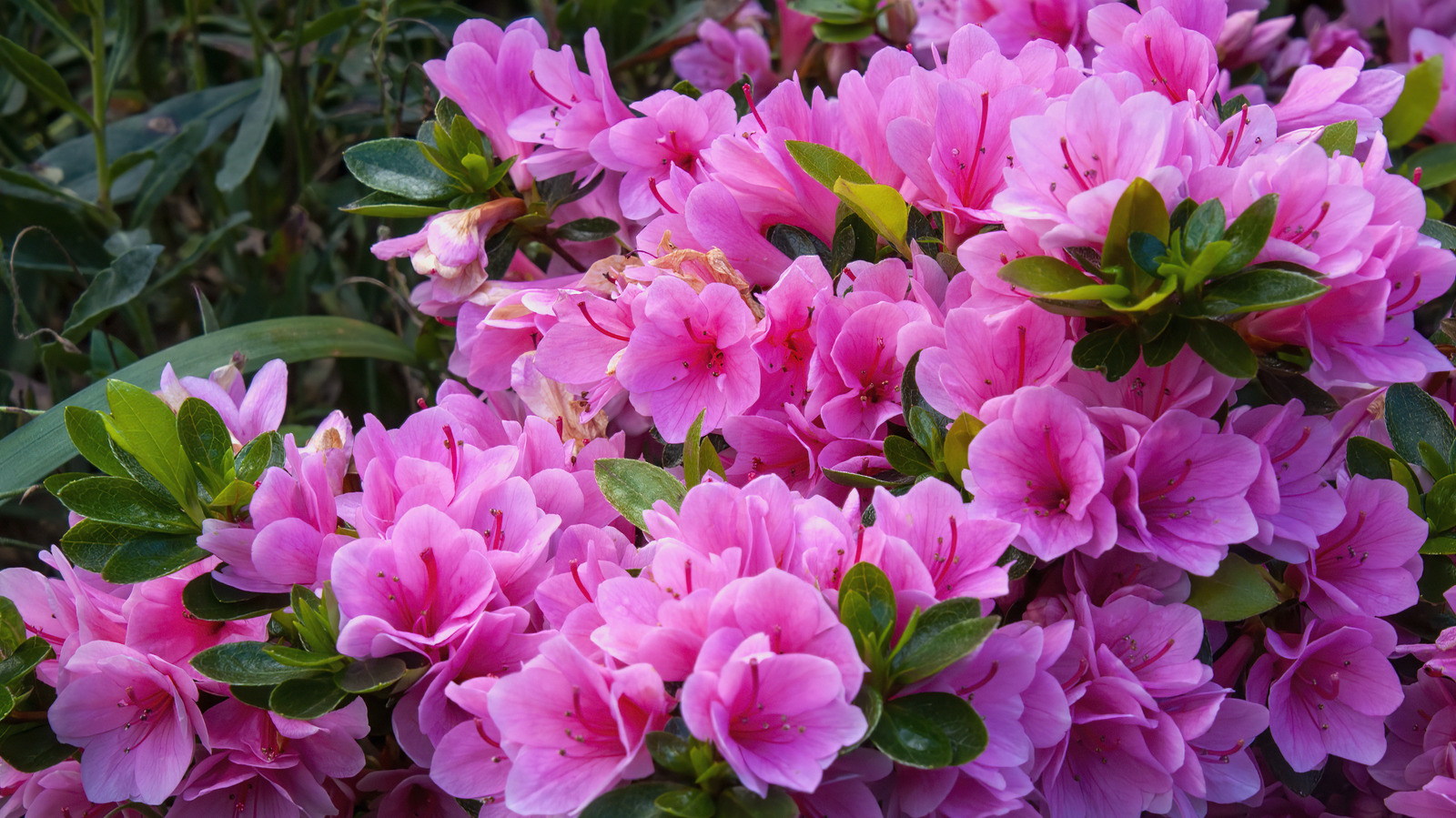 best fertilizer for azaleas