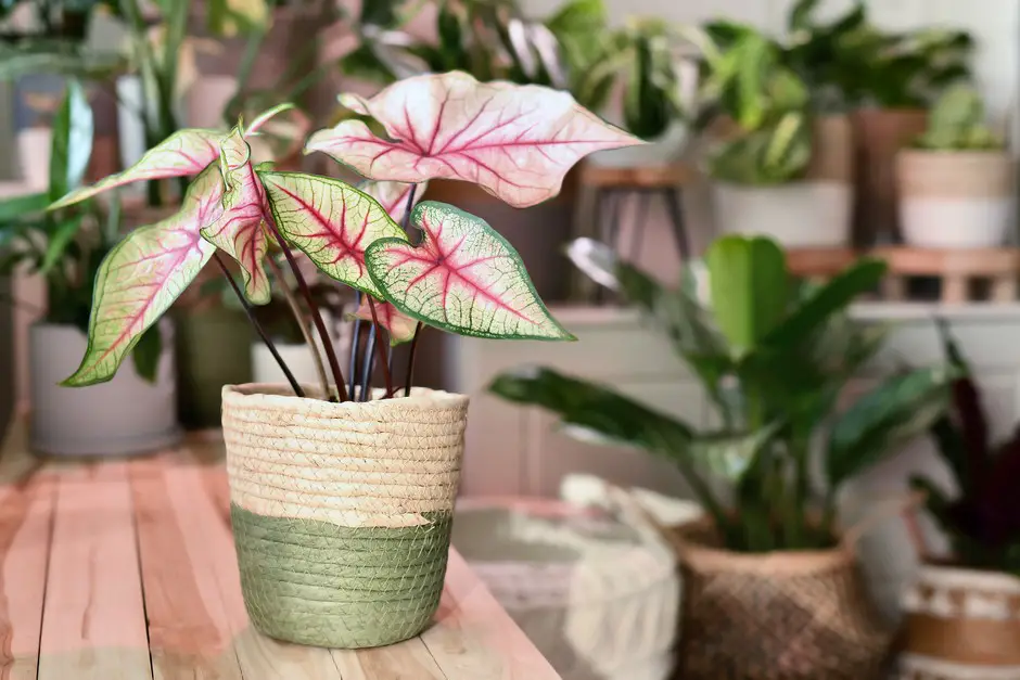 are caladiums perennials