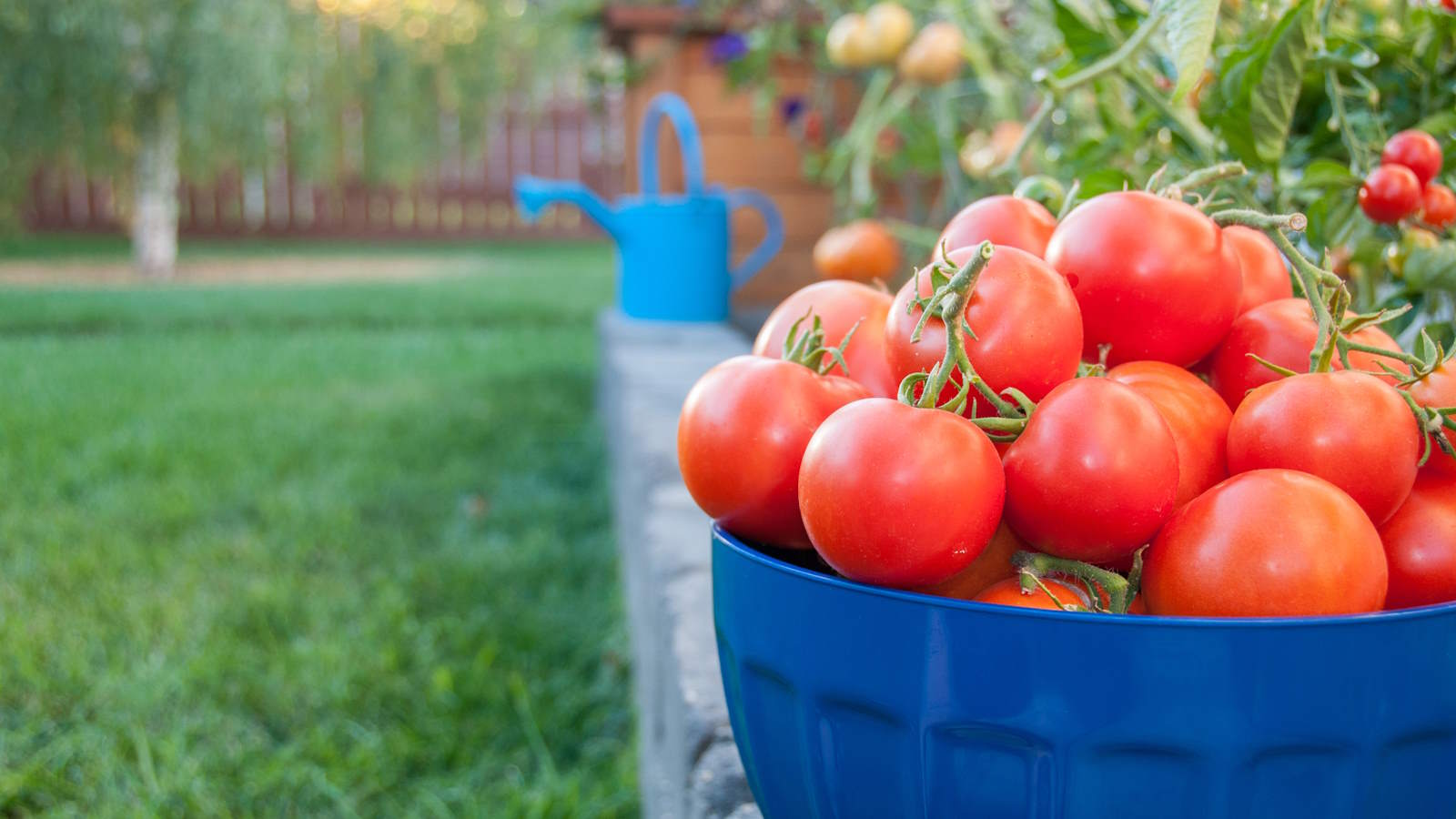 best liquid fertilizer for tomatoes