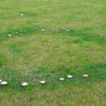 fairy rings in lawn how to get rid of