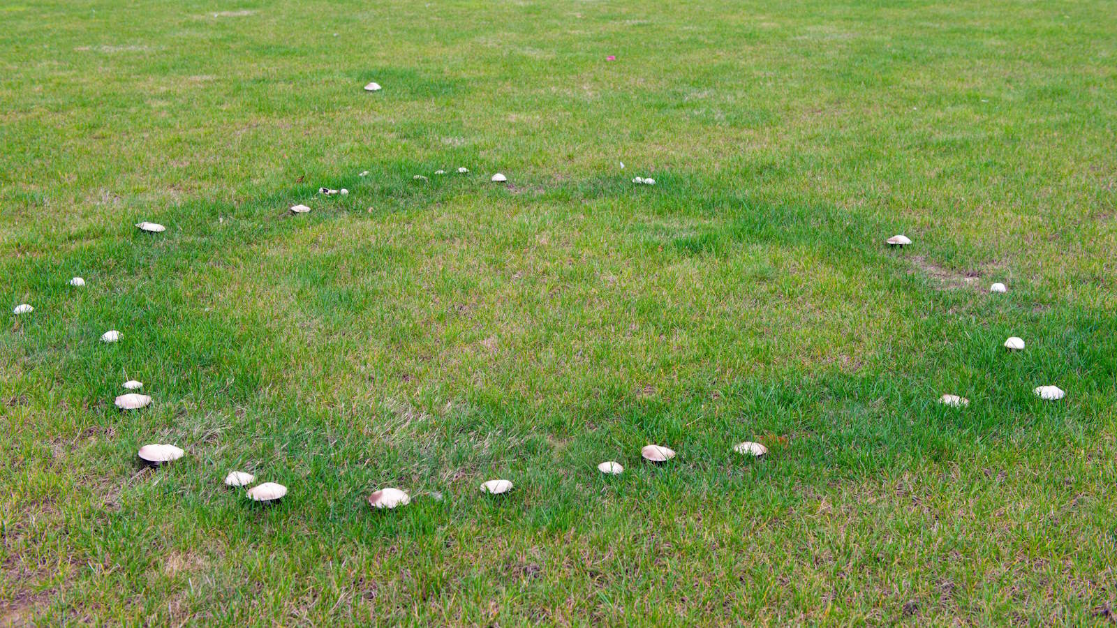 fairy rings in lawn how to get rid of