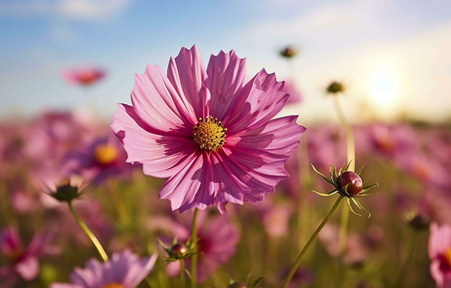 are cosmos perennials