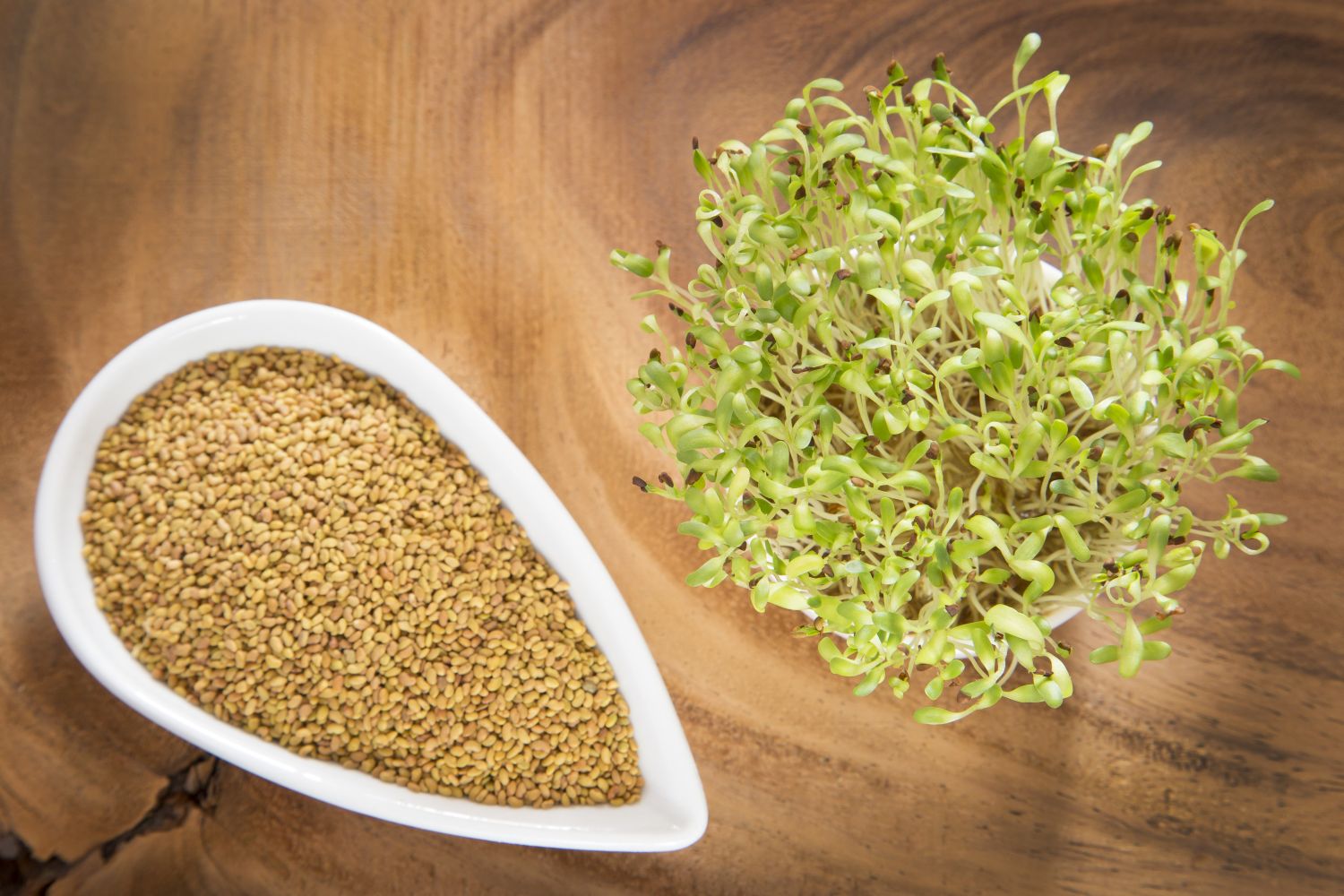 alfalfa seeds for sprouting