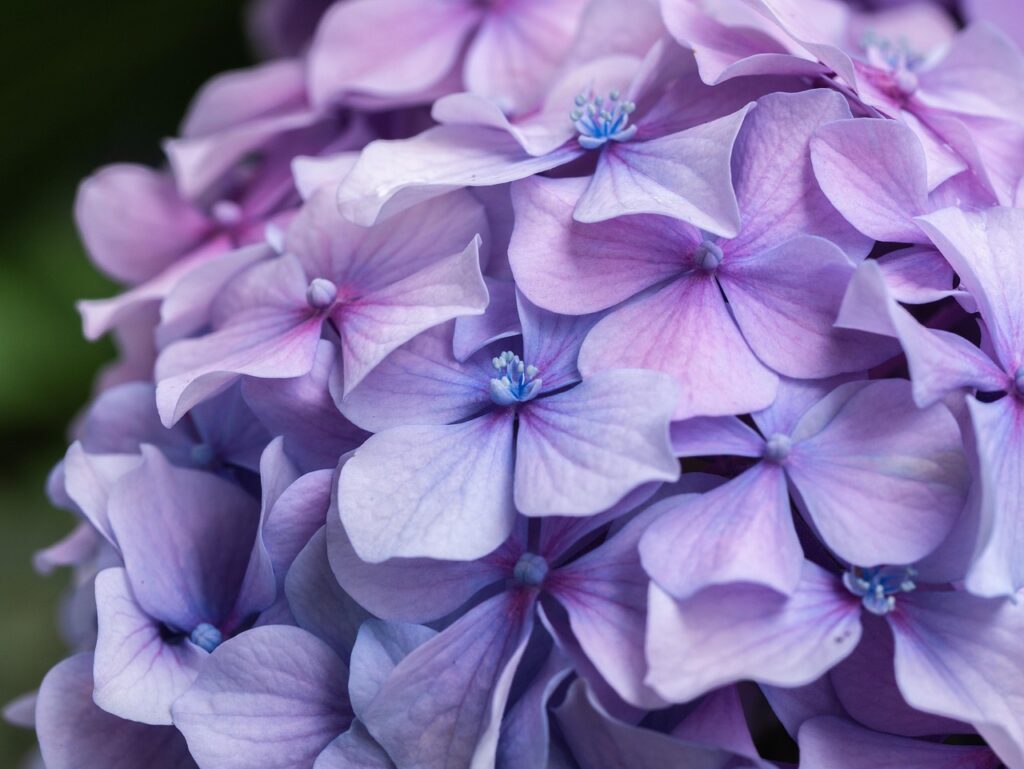 endless summer hydrangea fall care