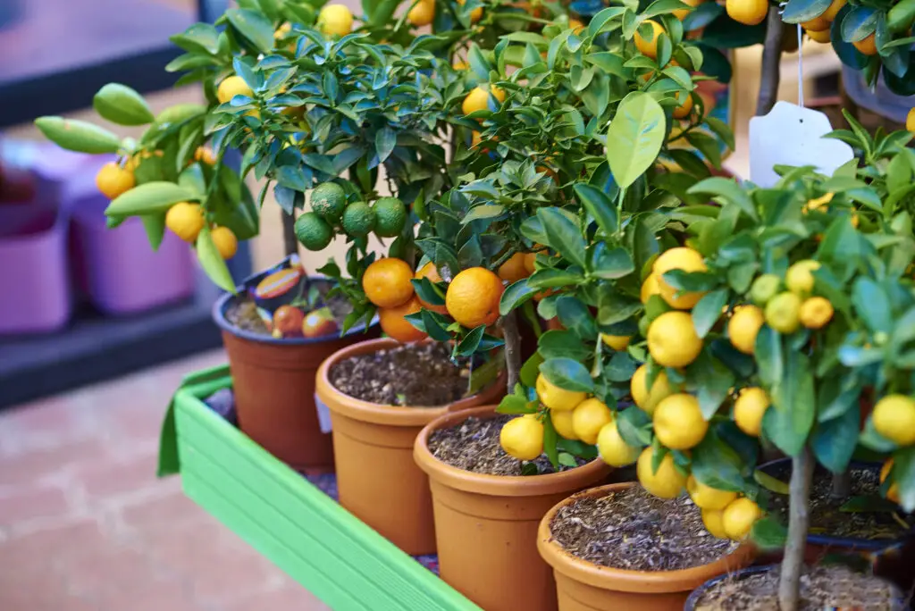 citrus plant care