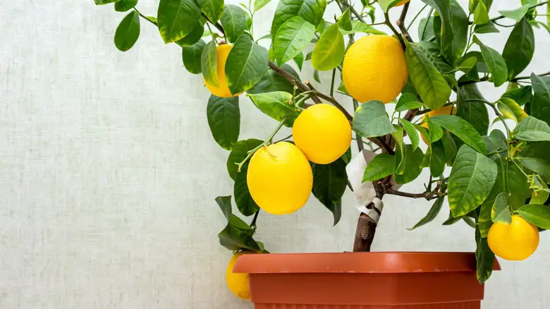 How to Grow Lemon Trees Indoors