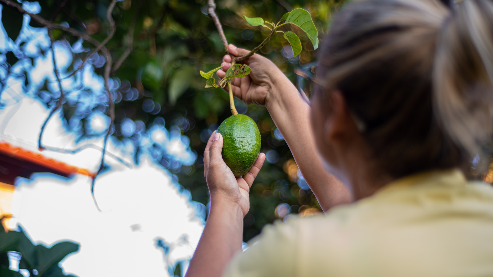 best fertilizer for avocado trees
