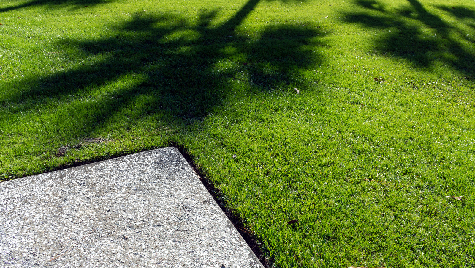 zoysia grass types