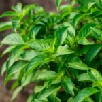 best fertilizer for basil