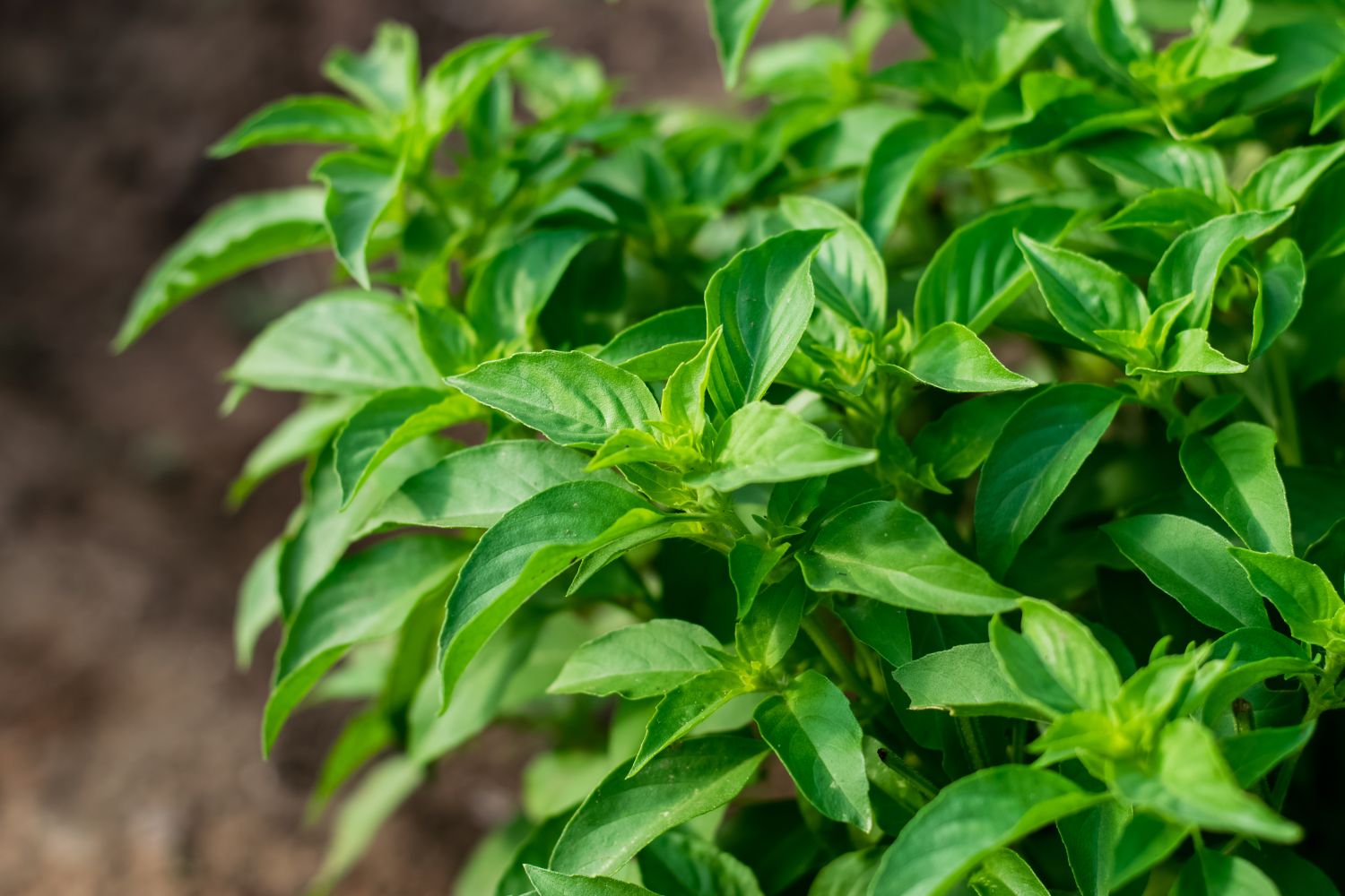 best fertilizer for basil