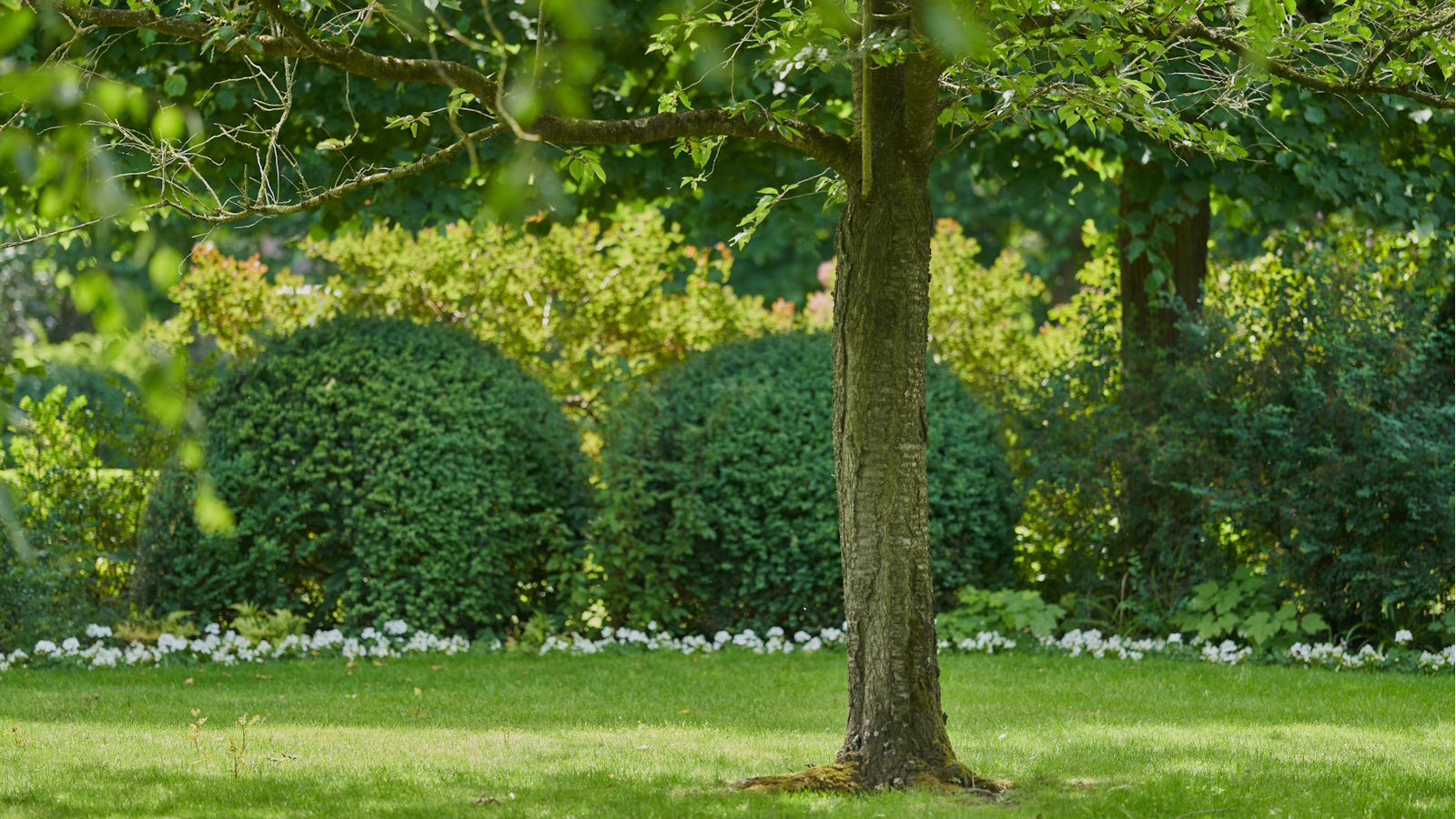 best grass for shade