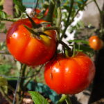 best compost for tomatoes