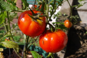 best compost for tomatoes