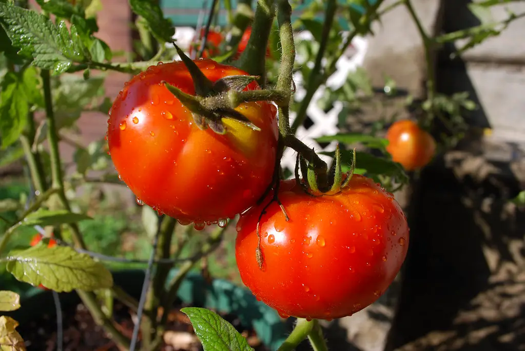 best compost for tomatoes