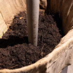 best compost for fruit trees