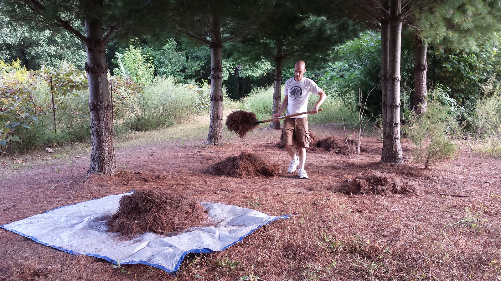 are pine needles good for compost