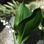 lily of the valley care indoors