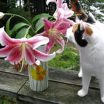 Are Lilies Poisonous to Cats?