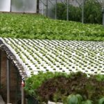 best grow lights for hydroponic lettuce