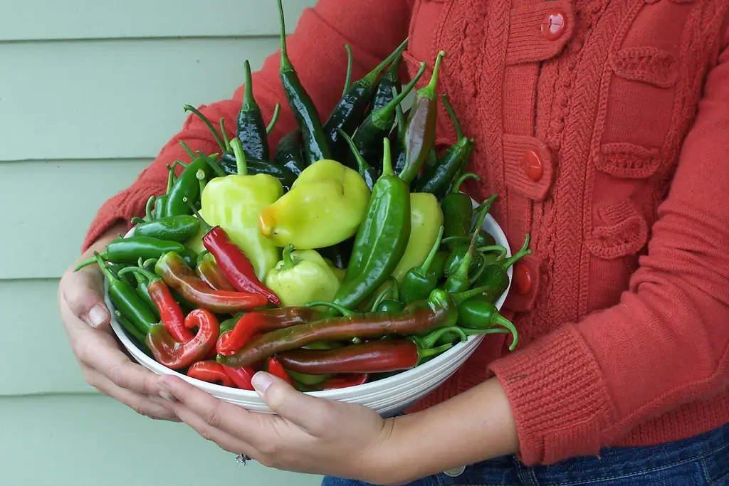 how much space do peppers need to grow