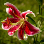 stargazer lily care after bloom