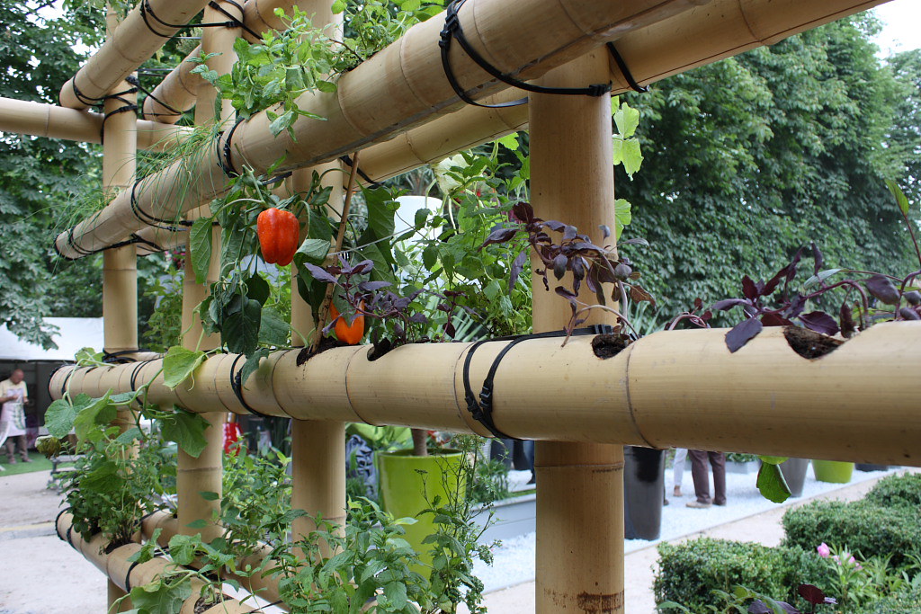 bamboo hydroponic