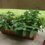 are peppermint plants perennials