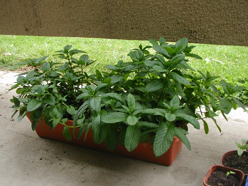 are peppermint plants perennials