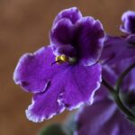 best african violet soil