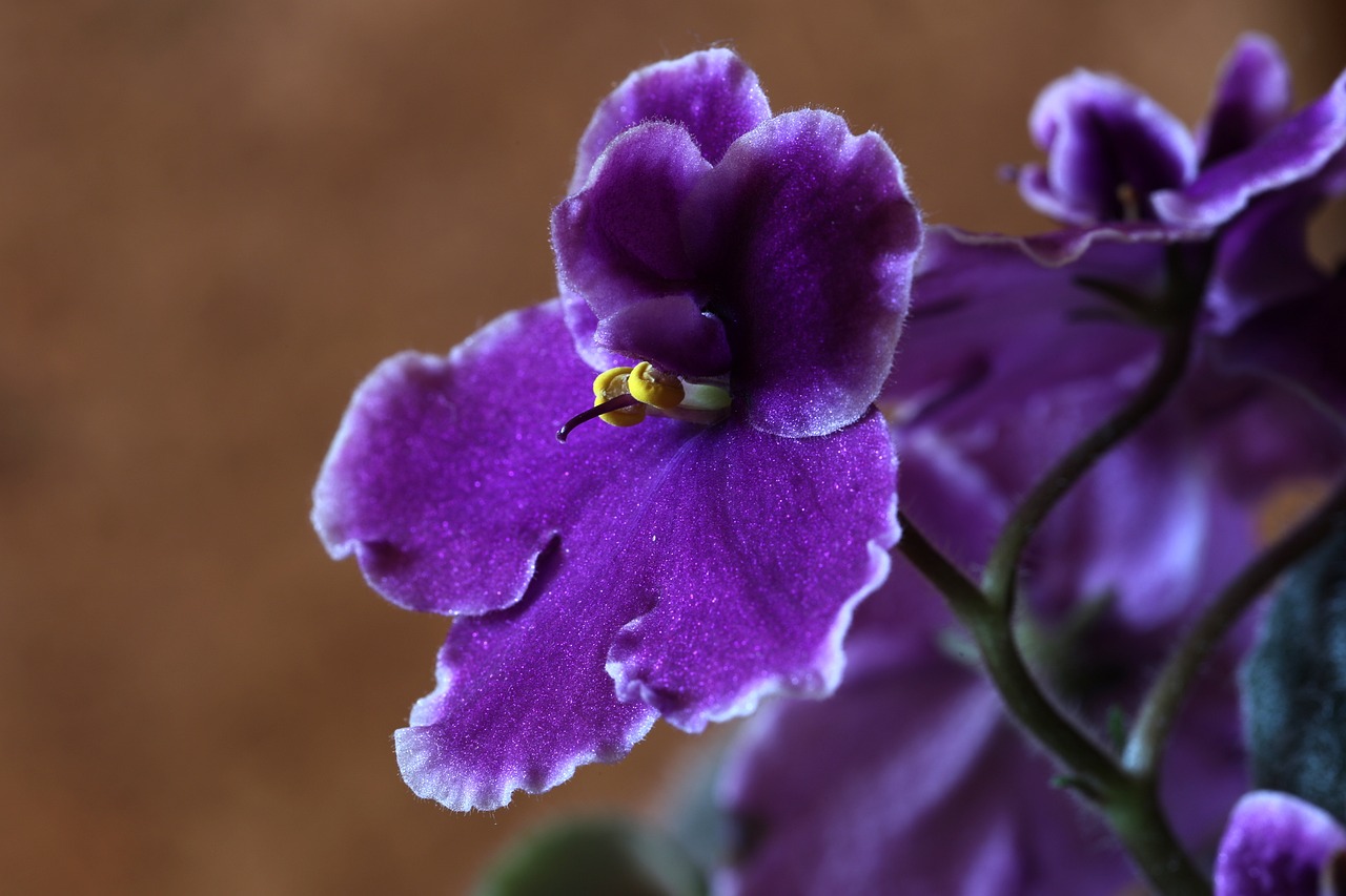 best african violet soil