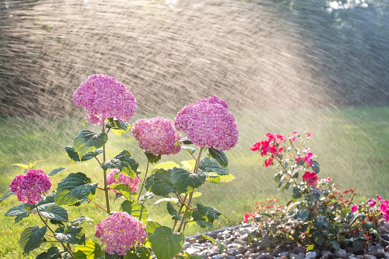 best time to water grass in summer