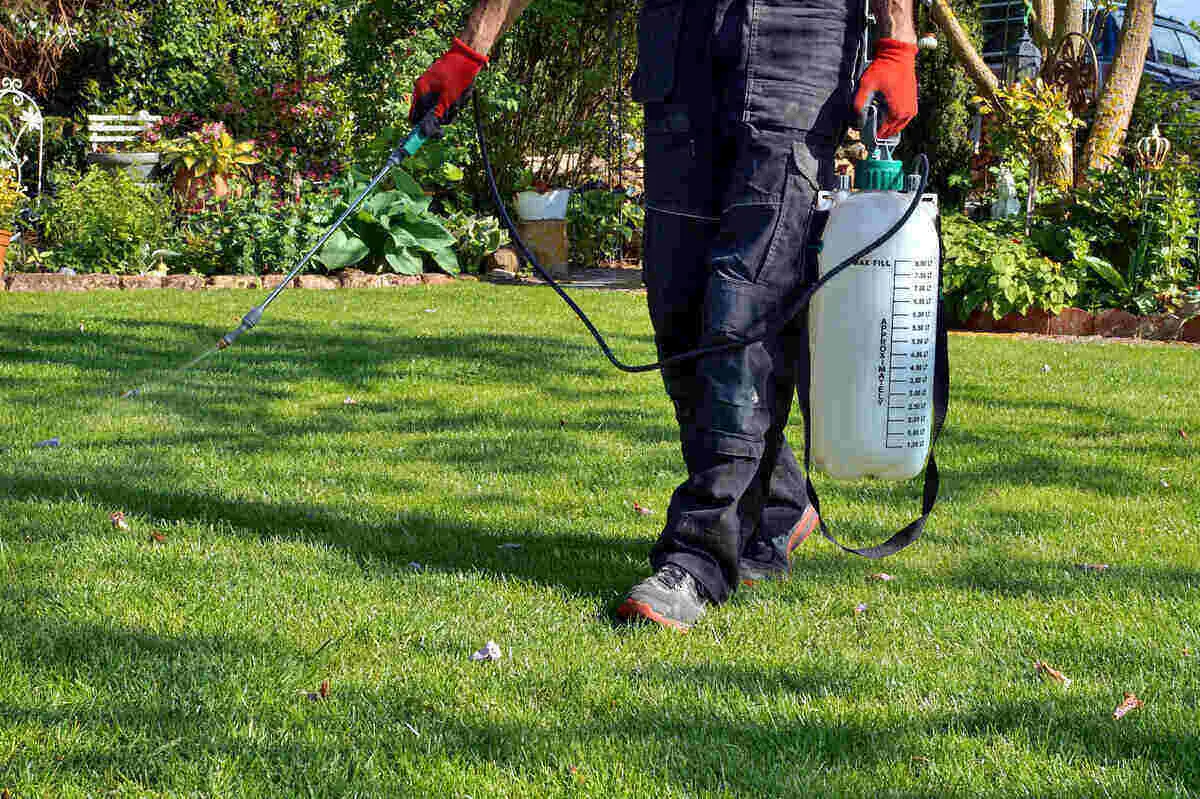 best weed and grass killer