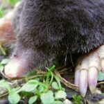 how much does it cost to get rid of moles in my yard