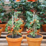 when to start tomato seeds indoors zone 4