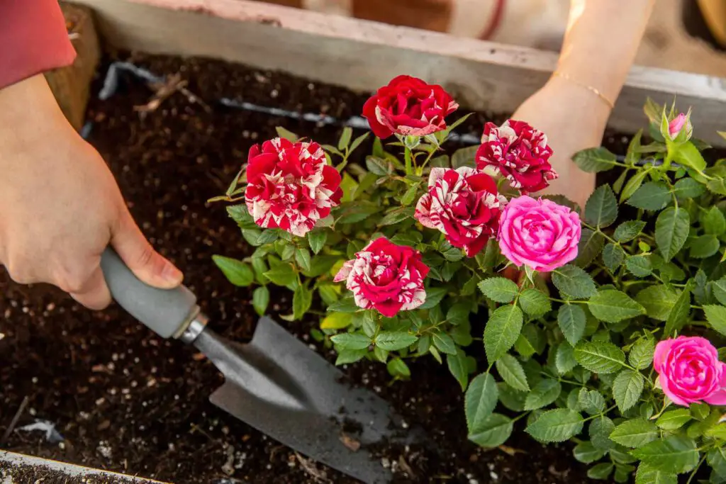 what is the best soil for roses