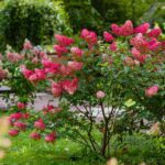 vanilla strawberry hydrangea tree care