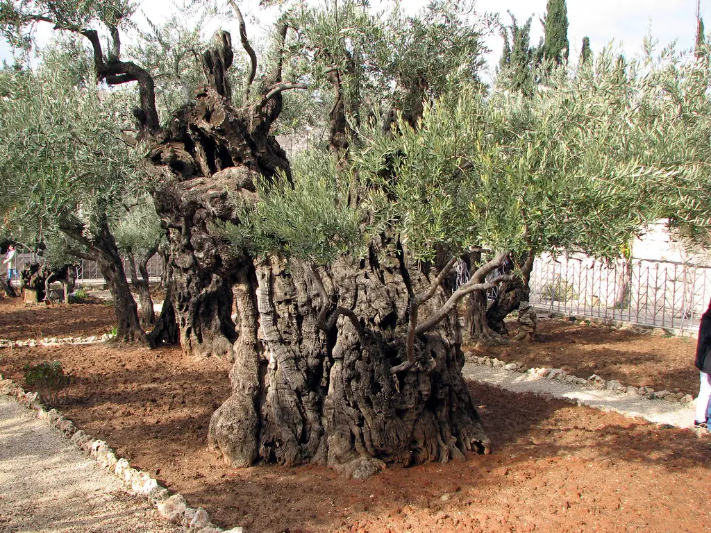 Best Soil for Olive Trees: A Comprehensive Guide